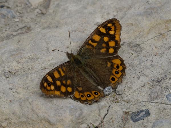 <h3><a href="/trips/kreta/biota/animalia/arthropoda/insecta/022 lepidoptera/026 nymphalidae satyrinae/pararge aegeria/pararge aegeria-nl.html">Pararge&nbsp;aegeria</a> / Speckled&nbsp;wood / Bont&nbsp;zandoogje</h3>OM-1 Mark II met OLYMPUS M.150-400mm F4.5 TC, 1/2500 sec  bij F11.0, ISO 2000, afstand 2.33&nbsp;m